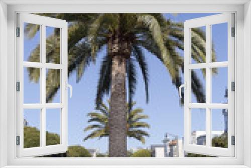 Fototapeta Naklejka Na Ścianę Okno 3D - Palm trees on Dolores Avenue in San Francisco.