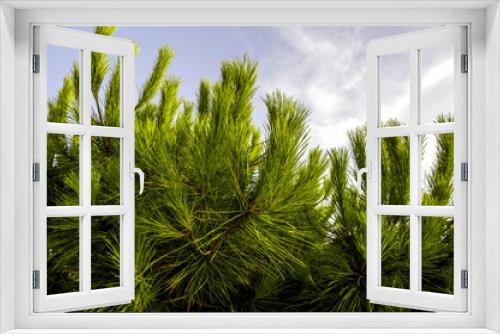 Fototapeta Naklejka Na Ścianę Okno 3D - Pine