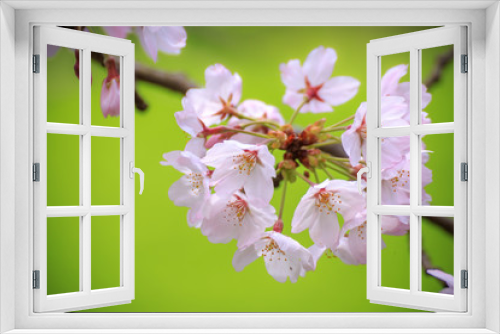 Fototapeta Naklejka Na Ścianę Okno 3D - 桜の花