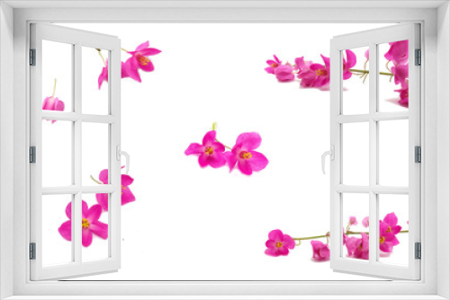 Fototapeta Naklejka Na Ścianę Okno 3D - isolated pink small flowers
