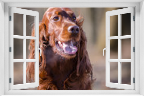 Fototapeta Naklejka Na Ścianę Okno 3D - Irish setter hound dog in winter forrest
