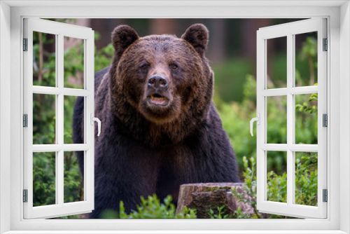 Fototapeta Naklejka Na Ścianę Okno 3D - brown bear Ursus arctos
