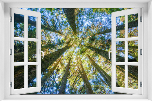 Fototapeta Naklejka Na Ścianę Okno 3D - Trees in forest from bottom view