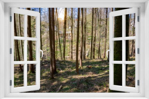Fototapeta Naklejka Na Ścianę Okno 3D - Wald im Frühjahr