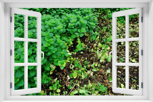 Fototapeta Naklejka Na Ścianę Okno 3D - green mint plant grow at vegetable garden