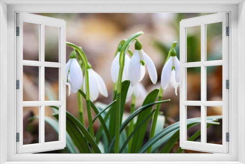 Fototapeta Naklejka Na Ścianę Okno 3D - Spring snowdrop flowers blooming in sunny day
