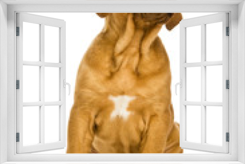 Fototapeta Naklejka Na Ścianę Okno 3D - Dogue De Bordeaux puppy isolated on a white background