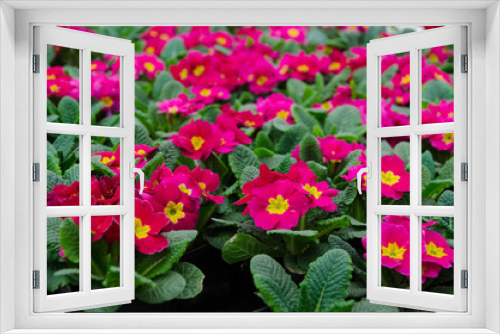 Fototapeta Naklejka Na Ścianę Okno 3D - Pink primula in the garden