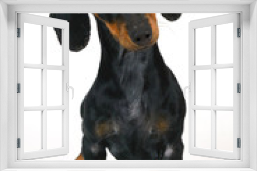 Fototapeta Naklejka Na Ścianę Okno 3D - black dachshund dog on white background