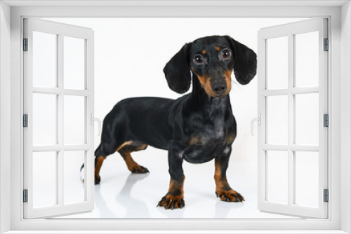 Fototapeta Naklejka Na Ścianę Okno 3D - black dachshund alone on white background