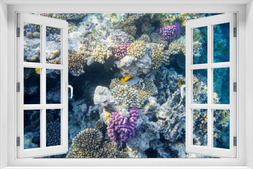 Fototapeta Naklejka Na Ścianę Okno 3D - fish and coral underwater off the coast of Africa
