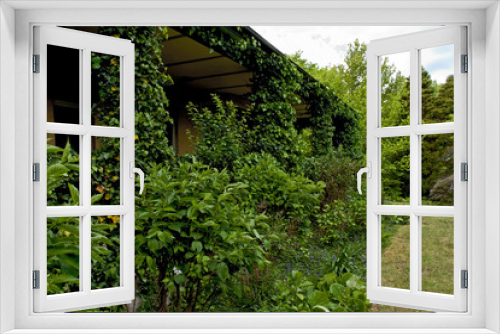 Fototapeta Naklejka Na Ścianę Okno 3D - House exterior covered with vine in a private garden