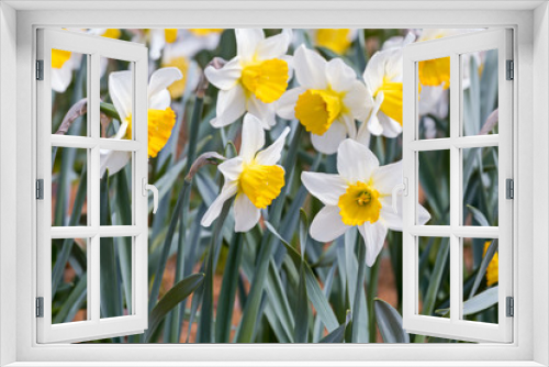 Fototapeta Naklejka Na Ścianę Okno 3D - white spring daffodil flowers blooming in spring time