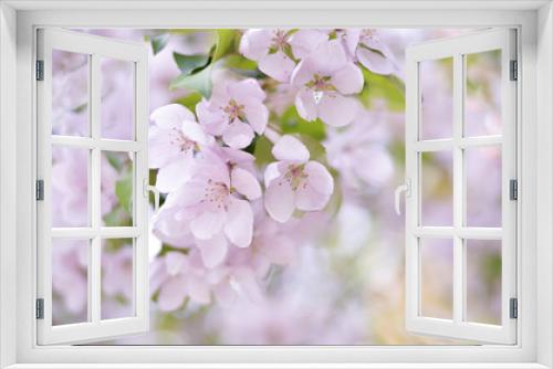 Fototapeta Naklejka Na Ścianę Okno 3D - Яблоня в цвету.