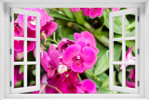 Fototapeta Naklejka Na Ścianę Okno 3D - Purple orchid