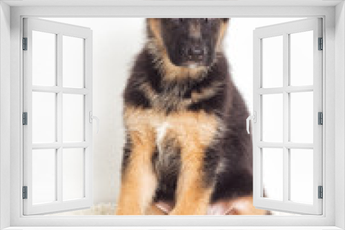 Fototapeta Naklejka Na Ścianę Okno 3D - Shepherd puppy on a fluffy carpet
