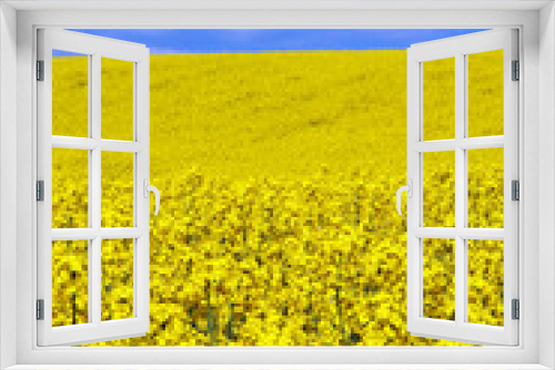 Fototapeta Naklejka Na Ścianę Okno 3D - yellow rape flower field