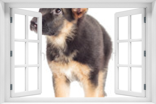 Fototapeta Naklejka Na Ścianę Okno 3D - German Shepherd Puppy looking
