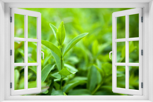 Fototapeta Naklejka Na Ścianę Okno 3D - Bush of green tea