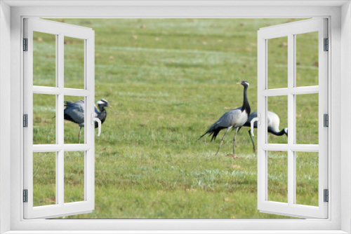 Fototapeta Naklejka Na Ścianę Okno 3D - Demoiselle cranes (Anthropoides virgo) in the field, Kalmykia, Russia