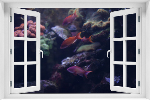 Fototapeta Naklejka Na Ścianę Okno 3D - Aquarium Fish