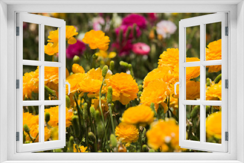 Fototapeta Naklejka Na Ścianę Okno 3D - colorful buttercup flower field