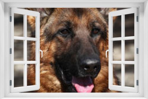 Fototapeta Naklejka Na Ścianę Okno 3D - German shepherd dog portrait