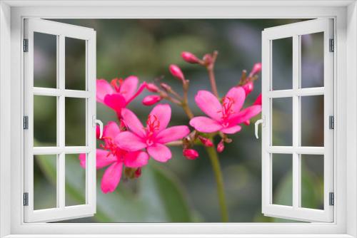 Fototapeta Naklejka Na Ścianę Okno 3D - Peregrina or Spicy Jatropha flower