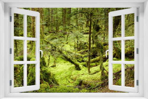 Fototapeta Naklejka Na Ścianę Okno 3D - Primeval forest