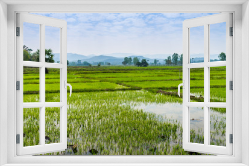Fototapeta Naklejka Na Ścianę Okno 3D - Thai agriculture