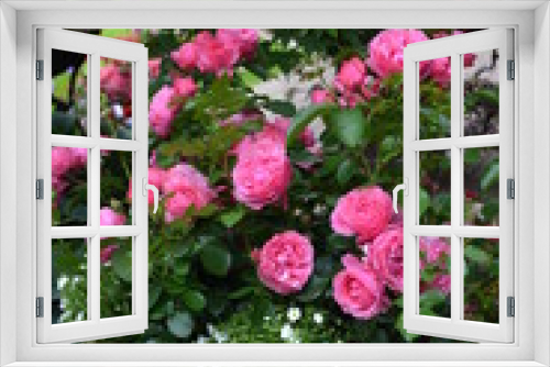Fototapeta Naklejka Na Ścianę Okno 3D - Pinke Rose im Dekortopf 3