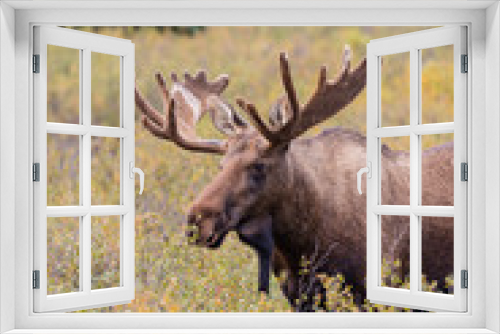 Fototapeta Naklejka Na Ścianę Okno 3D - Alaska Yukon Bull Moose in Velvet