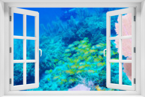Fototapeta Naklejka Na Ścianę Okno 3D - Underwater scene with the life of a tropical coral reef