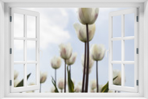 Fototapeta Naklejka Na Ścianę Okno 3D - Spring tulips in the garden, spring blossom