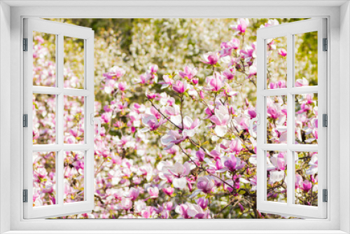 Fototapeta Naklejka Na Ścianę Okno 3D - Beautiful blooming spring pink magnolia brunches