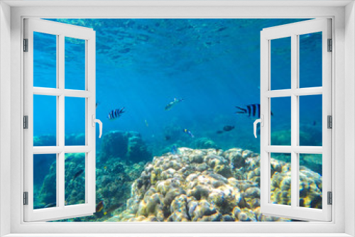 Fototapeta Naklejka Na Ścianę Okno 3D - Coral reef with tropical fish underwater image. Fish silhouettes undersea photo.