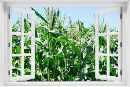 Fototapeta Naklejka Na Ścianę Okno 3D - corn field in the farm