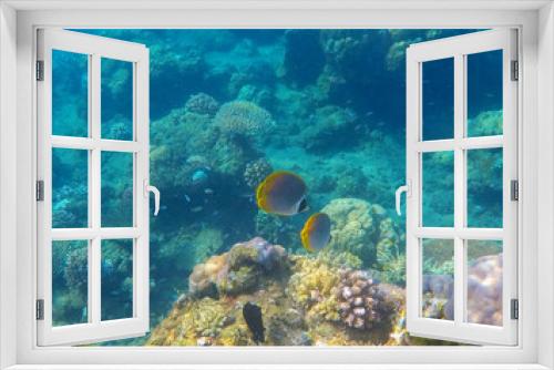 Fototapeta Naklejka Na Ścianę Okno 3D - Snorkeling photo of sea bottom with corals and yellow butterfly fishes