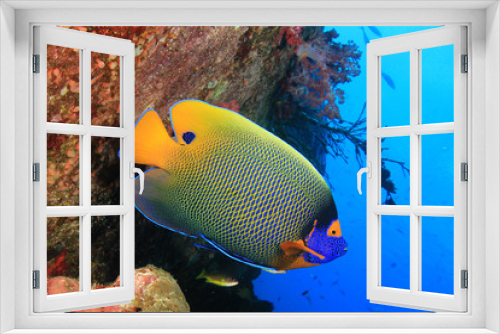 Fototapeta Naklejka Na Ścianę Okno 3D - Blue-faced Angelfish tropical fish