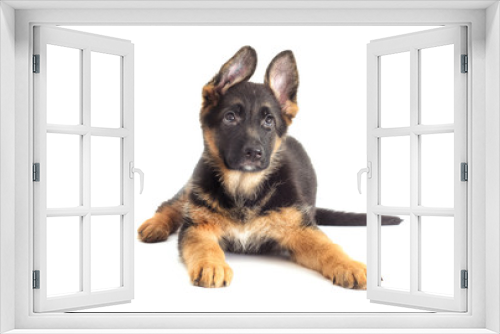 Fototapeta Naklejka Na Ścianę Okno 3D - German Shepherd Puppy looking