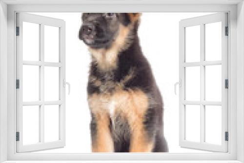 Fototapeta Naklejka Na Ścianę Okno 3D - Puppy looking