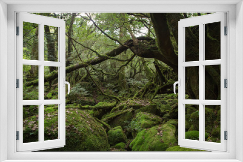 Fototapeta Naklejka Na Ścianę Okno 3D - 'Mononokenomori', Moss forest in Shiratani Unsuikyo, Yakushima Island, natural World Heritage Site in Japan