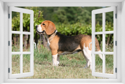 Fototapeta Naklejka Na Ścianę Okno 3D - joli beagle tricolore de profil devant les vignobles