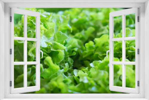 Fototapeta Naklejka Na Ścianę Okno 3D - Green oak salad texture background