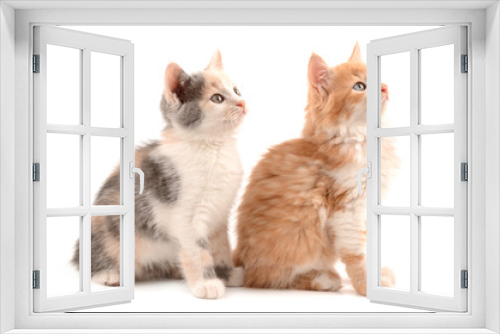 Fototapeta Naklejka Na Ścianę Okno 3D - kittens