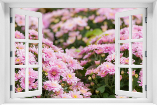Fototapeta Naklejka Na Ścianę Okno 3D - pink Chrysanthemum flowers in the garden