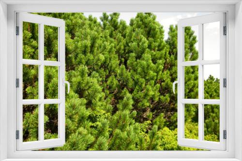 Fototapeta Naklejka Na Ścianę Okno 3D - Beautiful shrubs