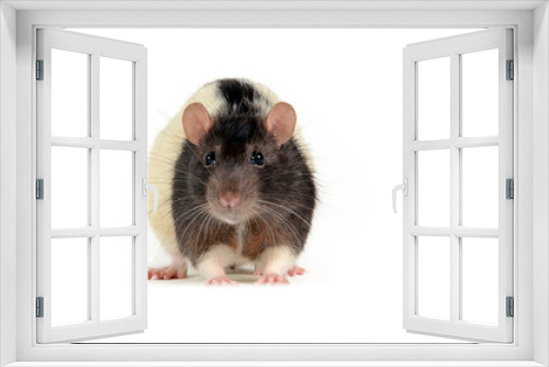 Fototapeta Naklejka Na Ścianę Okno 3D - mouse front view on white background