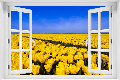 Fototapeta Naklejka Na Ścianę Okno 3D - Windmill and colorful tulips in spring of flowers