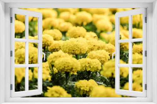 Fototapeta Naklejka Na Ścianę Okno 3D - Beautiful flowers in garden